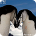 Chinstrap Penguins Info