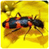 insecten bouwen