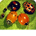 Beetles — kidcyber