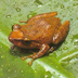 The Coqui