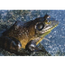 Amphibian Types | Animals - mo