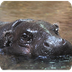 Pygmy Hippopotamus 