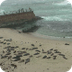 Harbor Seals Cam