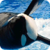 California bill would ban orca