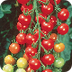 Super Sweet 100 Cherry Tomato