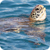 Sea Turtle: Enchanted Learning
