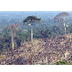 Article:Deforestation