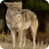 Coyote - National Park Animals