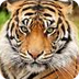 Tiger Webcam