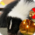 Tips on How to Keep Skunks