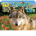 eBook:  A Wolf's Life