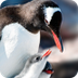 Basic Facts About Penguins | D