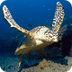Hawksbill Sea Turtles, Hawksbi