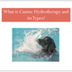 What is Canine Hydrotherapy an