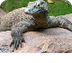 Komodo Dragon 