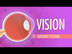 Vision: Crash Course A&P #18