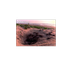 Loggerhead turtle video - Care