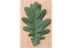 Bomen, bladeren en vruchten