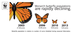Monarch butterflies keep disap