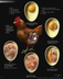 Hen's Egg Life Cycle