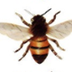 20 Wonderful Honey Bee Facts (