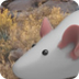 Lick Your Rats