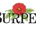 The benefits of Bees - Article