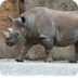 Rhino Yard Cam - Houston Zoo