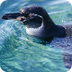 Galapagos Penguins Info