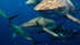 Shark Attack Facts: Human Shar