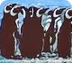 PENGUINS - InfoBook