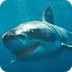 Great White Sharks - Shark Pic