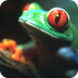 Red Eyed Tree Frog--Tolweb