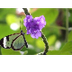 Glasswing butterfly in motion 