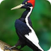 Ivory-billed Woodpecker status
