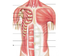 Anterior Thorax Muscles - Purp