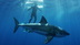 Shark Week: 10 crazy facts abo