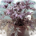 Begonia