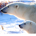 Basic Facts About Polar Bears 