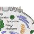 Lysosomes | Define Lysosomes a