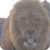 Britain's last lion tamer is a
