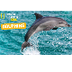 Dolphin videos