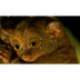 Tarsiers