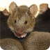 Mice - Facts About