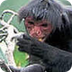 WWF - Black spider monkey