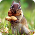 Squirrels: Diet, Habits