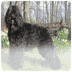 Bouvier des Flandres