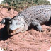 Crocodilians — kidcyber