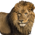 leeuw