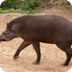 Adopt a Brazilian Tapir